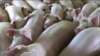 Китай пообещал отменить пошлины на свинину из США