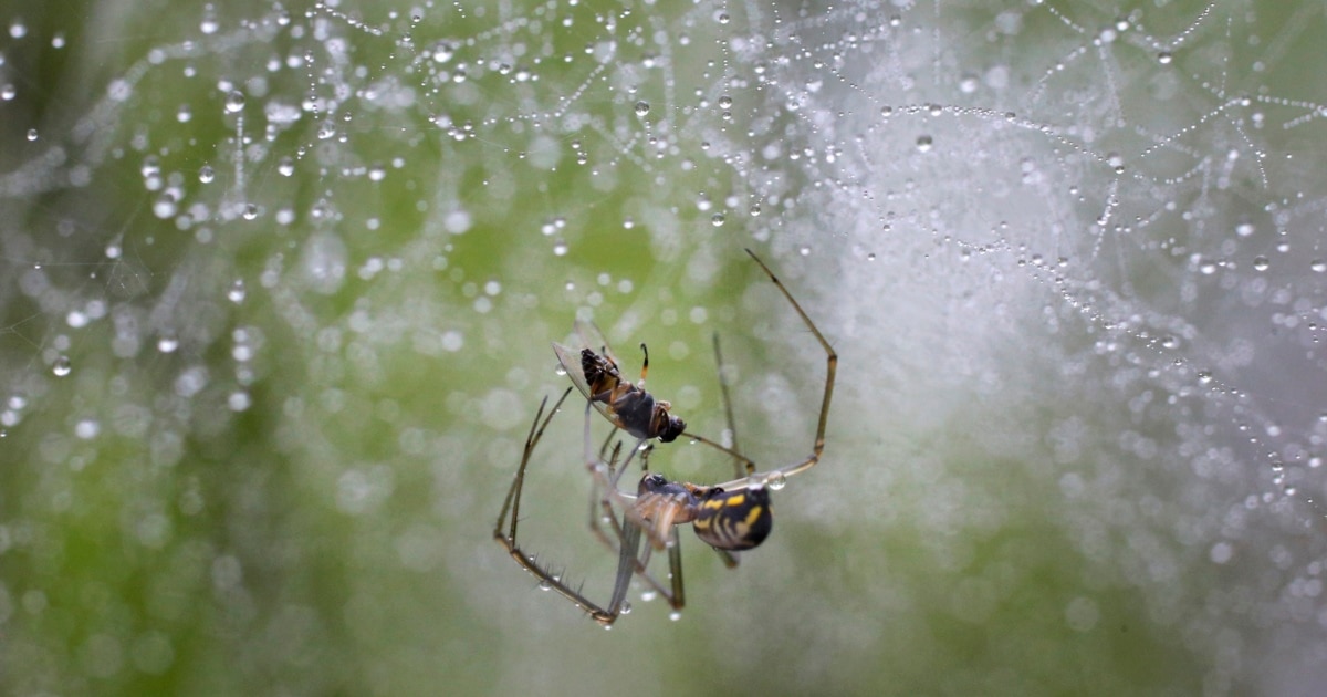 What do Spider Webs and Guitar Strings Have in Common?