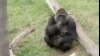 加州动物园大猩猩喜得幼子