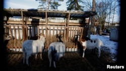 FILE- Goats, slated to be killed due to the outbreak of foot-and-mouth disease, stand on a farm in Schoeneiche, Germany, Jan. 13, 2025. China has banned the import of livestock from numerous countries, including Germany, because of disease concerns.