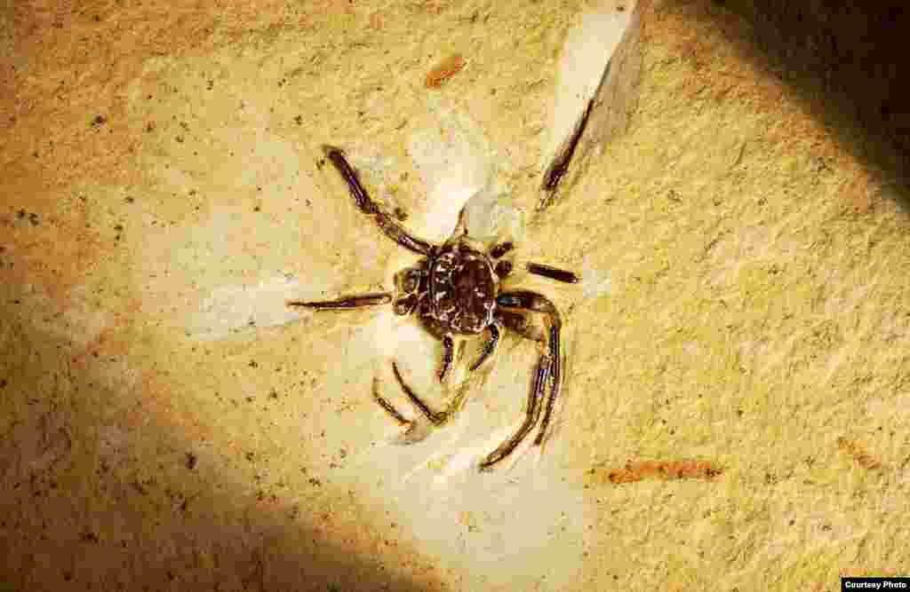 This is a rare 100-million-year-old spider fossil in limestone. Spiders do not preserve well in sediment because they have a relatively soft &ldquo;shell.&rdquo;&nbsp; (&copy; AMNH\D. Grimaldi)