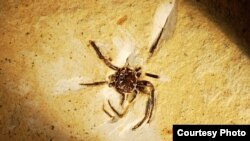 A rare 100-million-year-old fossil of a spider in limestone