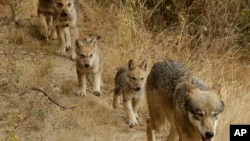 ایک بھیڑیا اپنے چار بچوں کے ساتھ ۔ فائل فوٹو