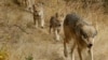 Šume u Kaliforniji imaju nove stanovnike - sive vukove