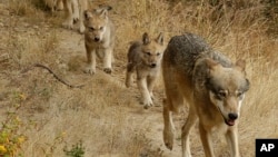 Arhiva: Mužjak sivi vuk predvodi mladunčad u zoološkom vrtu u Oklandu u Kaliforniji, 1. jula 2019. godine. (Foto: AP/Ben Margot)
