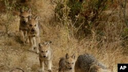 FILE - A male grey wolf leads his four pups to explore their habitat at the Oakland Zoo in Oakland, California, on July 1, 2019.