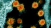 Partikel virus Novel Coronavirus SARS-CoV-2. Mutasi baru COVID-19 yang dinamakan B11529 ditemukan di wilayah Selatan Afrika. (Foto: NIAID/National Institutes of Health via AP)