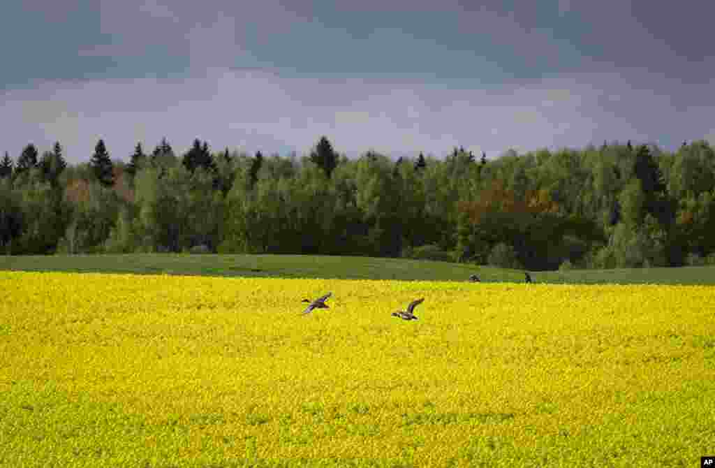A pair of ducks fly over a blossoming rape field on the outskirts of Minsk, Belarus, May 20, 2020.