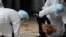 Petugas kesehatan di India membasmi unggas yang terjangkit virus H5N1 (foto: dok).