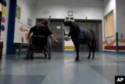 Nine-year-old Josifina Topa Mazuch, a student at a school for disabled children, holds the reins of Ivi, a miniature horse used for therapy programs, in Athens, Greece, on Thursday, Nov. 21, 2024. (AP Photo/Thanassis Stavrakis)