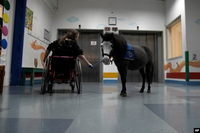 Nine-year-old Josifina Topa Mazuch, a student at a school for disabled children, holds the reins of Ivi, a miniature horse used for therapy programs, in Athens, Greece, on Thursday, Nov. 21, 2024. (AP Photo/Thanassis Stavrakis)