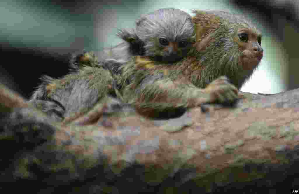 A Titi Pigmeo (Cebuella Pygmaea) born one month ago, hangs from its mother at Santa Fe zoo, in Medellin, Colombia.