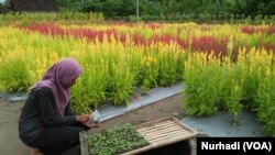 Kebun bunga yang dibuat khusus untuk keperluan selfie di kawasan Samas, Yogyakarta. (Foto: VOA/Nurhadi)