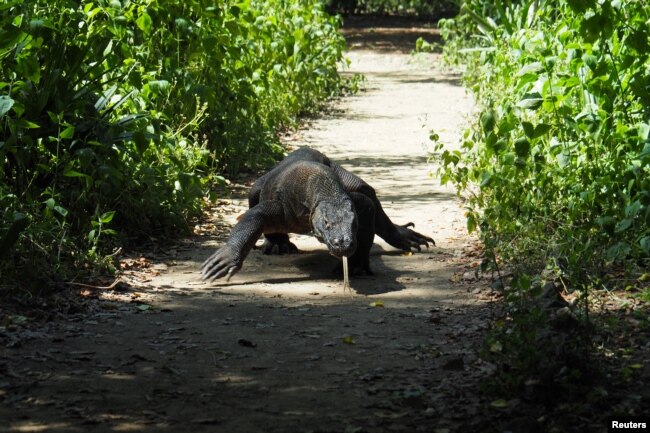 Seekor Komodo di Taman Nasional Komodo, 6 April 2018. (REUTERS/Henning Gloystein).