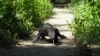 Seekor Komodo di Taman Nasional Komodo, Nusa Tenggara Timur, 6 April 2018. (REUTERS/Henning Gloystein)