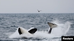 Seekor paus pembunuh tampak berenang di wilayah dekat Rausu, Hokkaido, Jepang, pada 1 Juli 2019. (Foto: Reuters/Kim Kyung-Hoon)