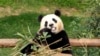 Panda Fu Bao sedang makan bambu di taman hiburan Everland di Yongin, Korea Selatan, Minggu, 3 Maret 2024. Fu Bao akan kembali ke China untuk dikembangbiakan. (Foto: Chung Sung-Jun/Pool via AP)