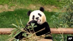 Panda Fu Bao sedang makan bambu di taman hiburan Everland di Yongin, Korea Selatan, Minggu, 3 Maret 2024. Fu Bao akan kembali ke China untuk dikembangbiakan. (Foto: Chung Sung-Jun/Pool via AP)