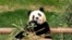 Panda Fu Bao sedang makan bambu di taman hiburan Everland di Yongin, Korea Selatan, Minggu, 3 Maret 2024. Fu Bao akan kembali ke China untuk dikembangbiakan. (Foto: Chung Sung-Jun/Pool via AP)