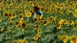 Բարի Լույս: Ստելլա Գրիգորյան