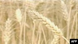 برای مقابله با بالارفتن قيمت مواد غذايی به کمکهای بيشتری نياز است