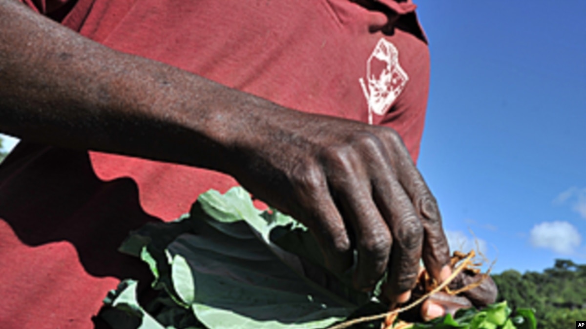 Zimbabwe Agriculture Struggles to Meet Demand