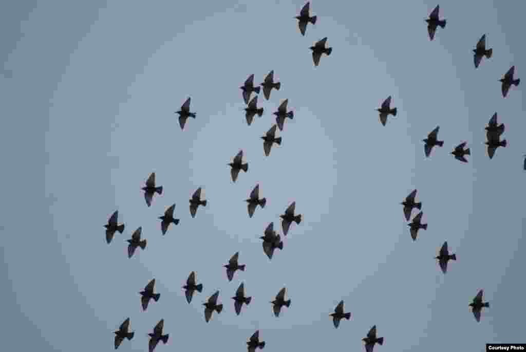 AQSh