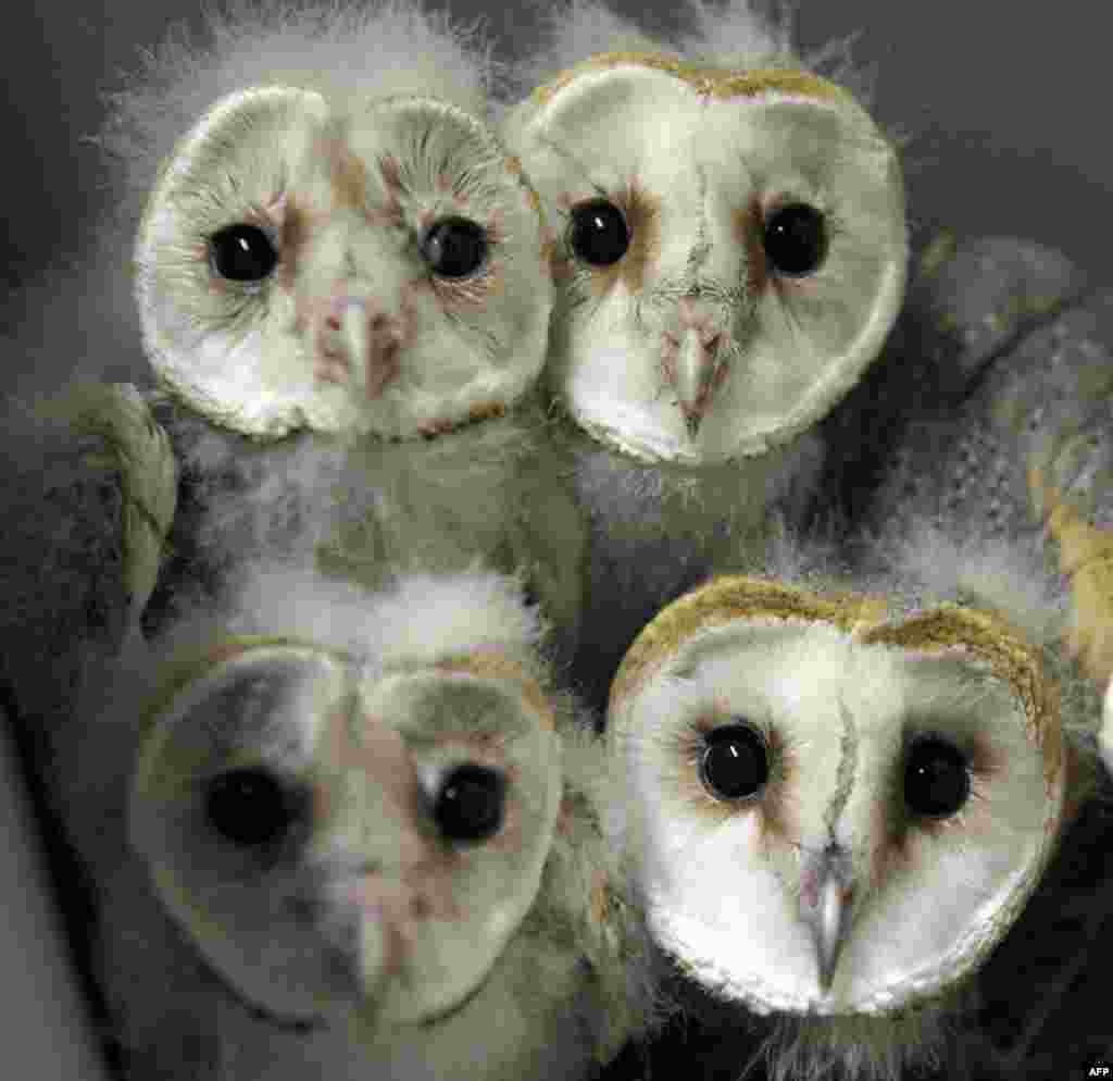 Barn Owl chicks (chouette-effraie) are pictured at the zoo of the French eastern city of Amneville.