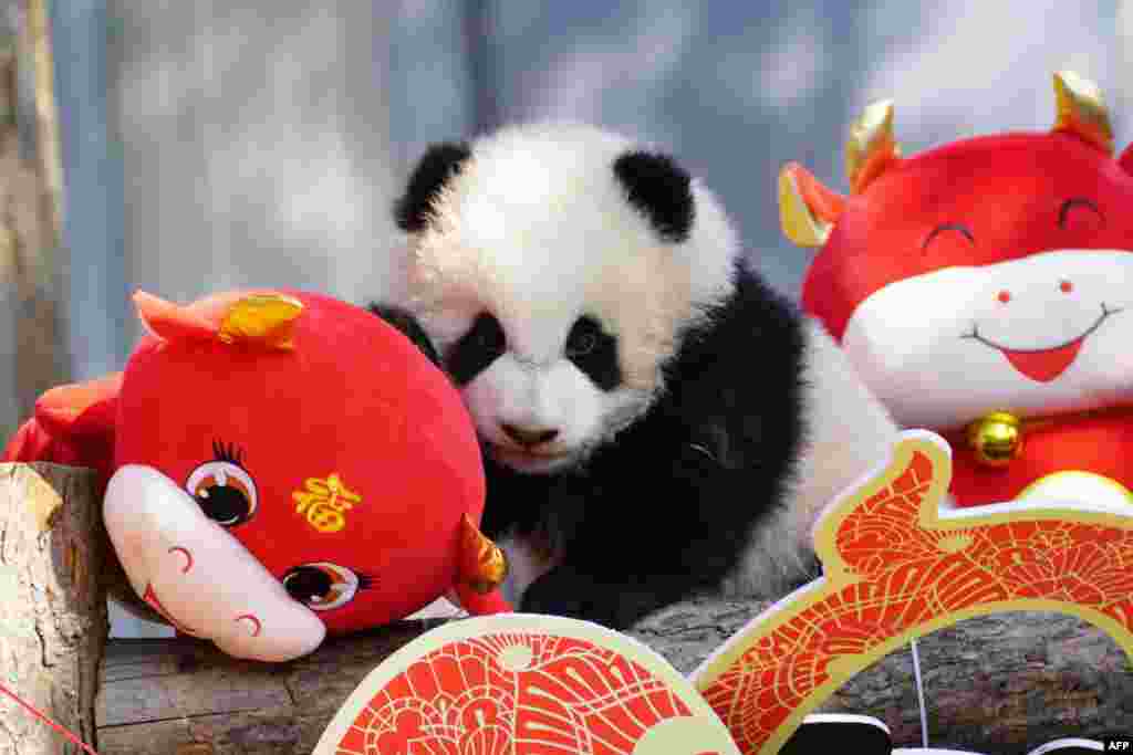 A panda cub plays with festive decorations in its enclosure at the Shenshuping breeding base of Wolong National Nature Reserve in Wenchuan, in China&#39;s southwestern Sichuan province ahead of the Lunar New Year of the Ox.