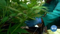 Lesotho's Budding Cannabis Industry Sparks High Hopes