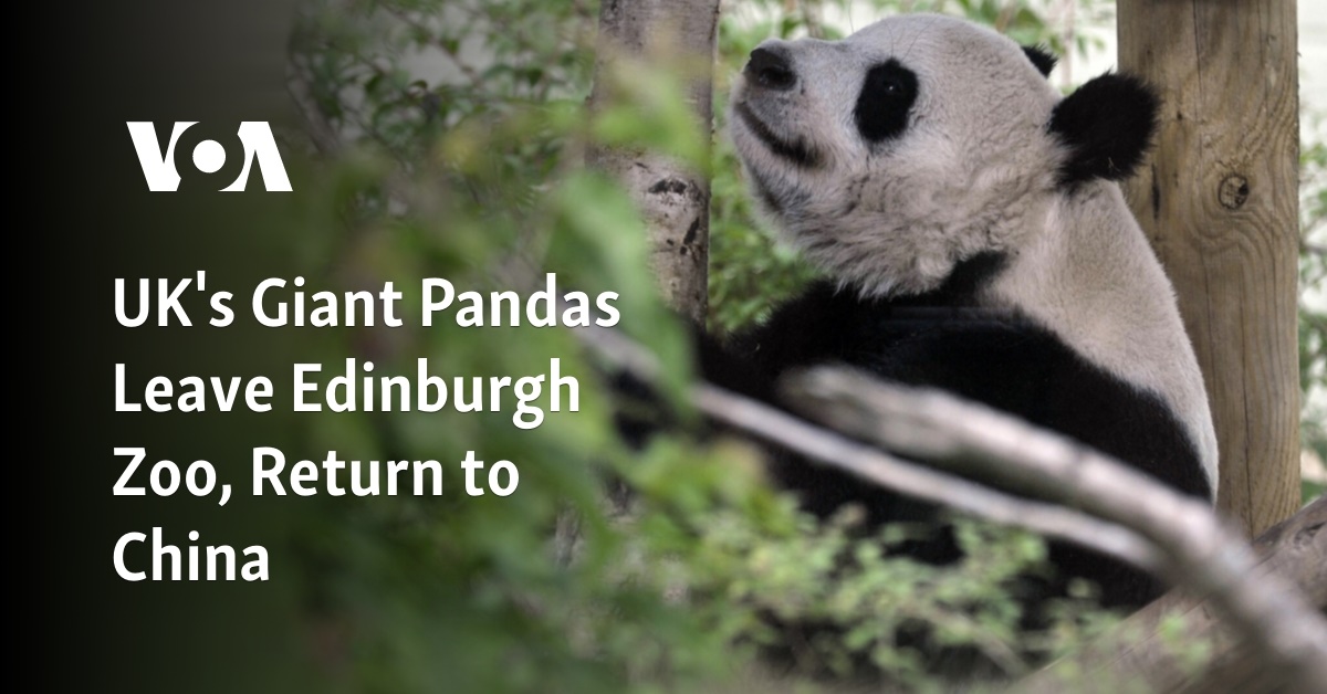 Uk S Giant Pandas Leave Edinburgh Zoo Return To China Uk S Giant Pandas Leave Edinburgh Zoo Return To China