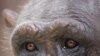 Study: Chimps Used in Medical Research Show Signs of Post-Traumatic Stress