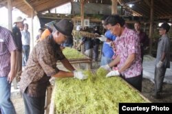 Proses pengolahan tembakau sebelum dibeli pabrik rokok. (Foto courtesy: APTI)