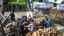 Para ibu sedang membersihkan kelapa (foto: courtesy)