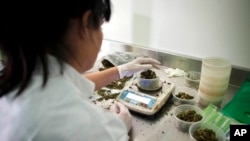 FILE - An Israeli woman works at Tikkun Olam medical cannabis farm, near the northern Israeli city of Safed, Israel, Nov. 1, 2012. Late Tuesday, Dec. 25, 2018, Israel's parliament unanimously approved a law to permit exports of medical marijuana. 