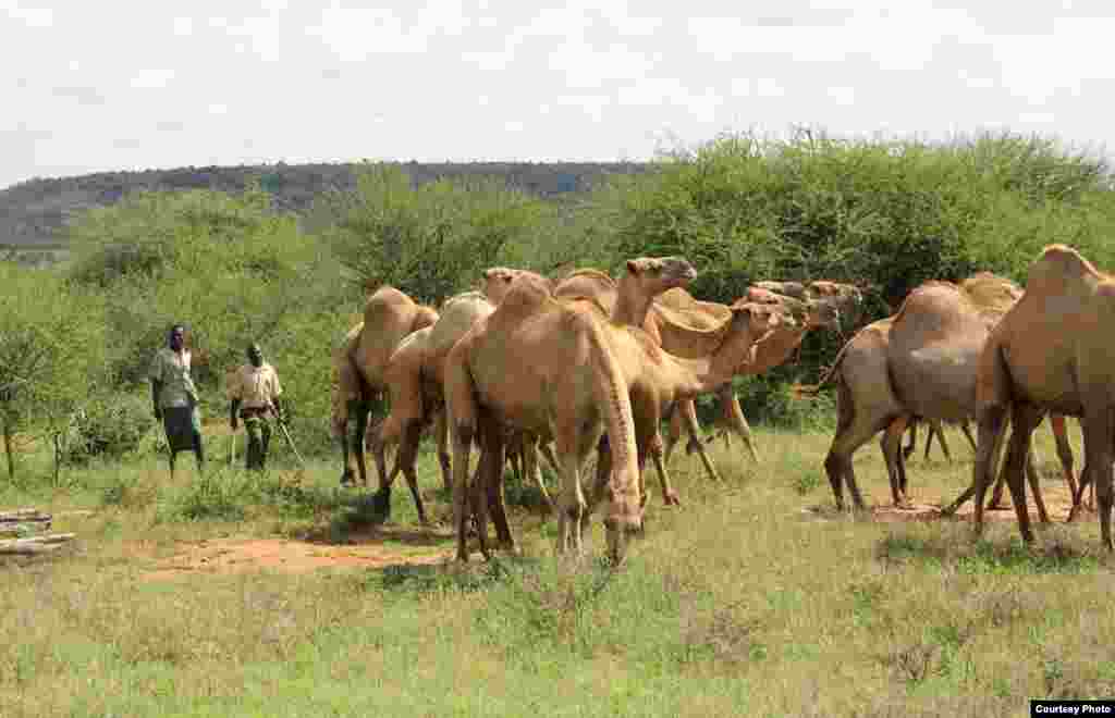 Dromedaries are herded to a weighing station at the Mpala Research Centre. (Sharon Deem, Saint Louis Zoo)