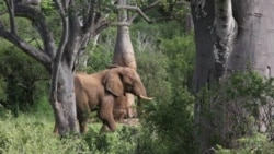 Elefante em Angola
