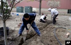 In this April 25, 2017 photo, Stephen Faulkner, middle, owner of Faulkner's Landscaping & Nursery, installs an irrigation system alongside his workers Gonsalo Garcia, left, and Jalen Murchison, right, at a landscape project in Manchester, N.H.