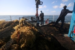Mexican Marines stand next to sargassum removed from the sea as part of a government program to remove the algae, in Cancun, Mexico July 20, 2021. (REUTERS/Paola Chiomante)