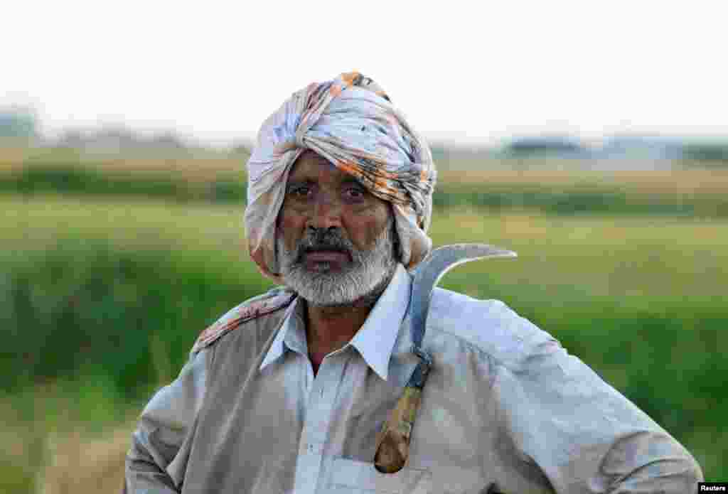 A farmer takes a break while harvesting wheat at a field on the outskirts of Islamabad, Pakistan.