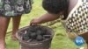 Cameroonian Fishermen Harvest Invasive Aquatic Fern to Create Energy Source