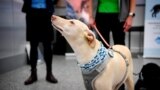 Sniffer dog K'ssi works at the Helsinki airport in Vantaa, Finland, Sept. 22, 2020.