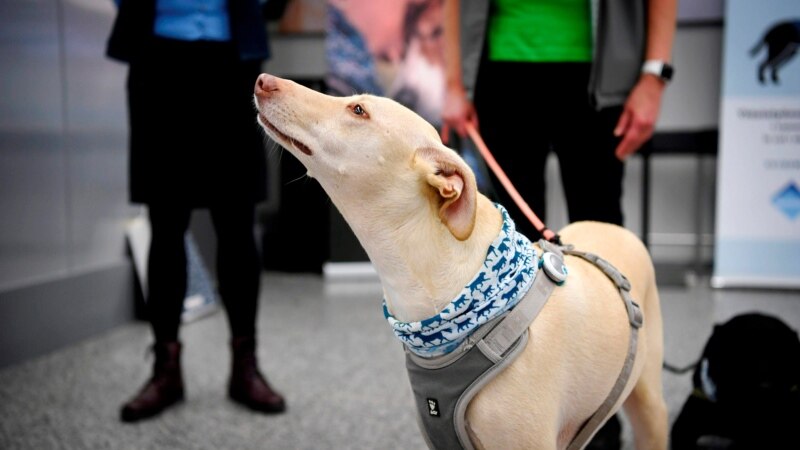 Finland Uses Dogs to Find Coronavirus Infections