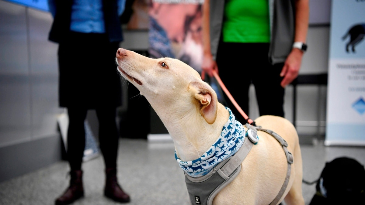 what do dogs sniff for at the airport