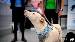 Sniffer dog K'ssi works at the Helsinki airport in Vantaa, Finland, Sept. 22, 2020.