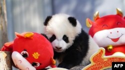 A panda cub plays with festive decorations in its enclosure at the Shenshuping breeding base of Wolong National Nature Reserve in Wenchuan, in China's southwestern Sichuan province on February 3, 2021, ahead of the Lunar New Year of the Ox which falls on 