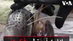ادامه آموزش فک‌ها در آکواریوم بوستون با وجود شرایط قرنطینه