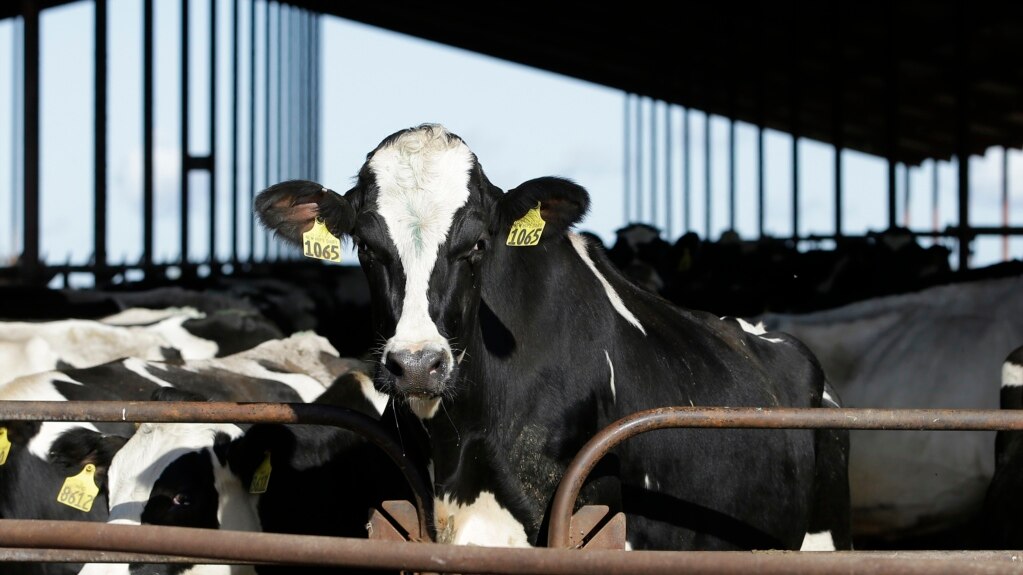 Scientists Concerned about Bird Flu Among Cows