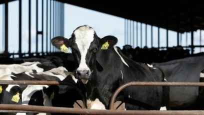 Scientists Concerned about Bird Flu Among Cows