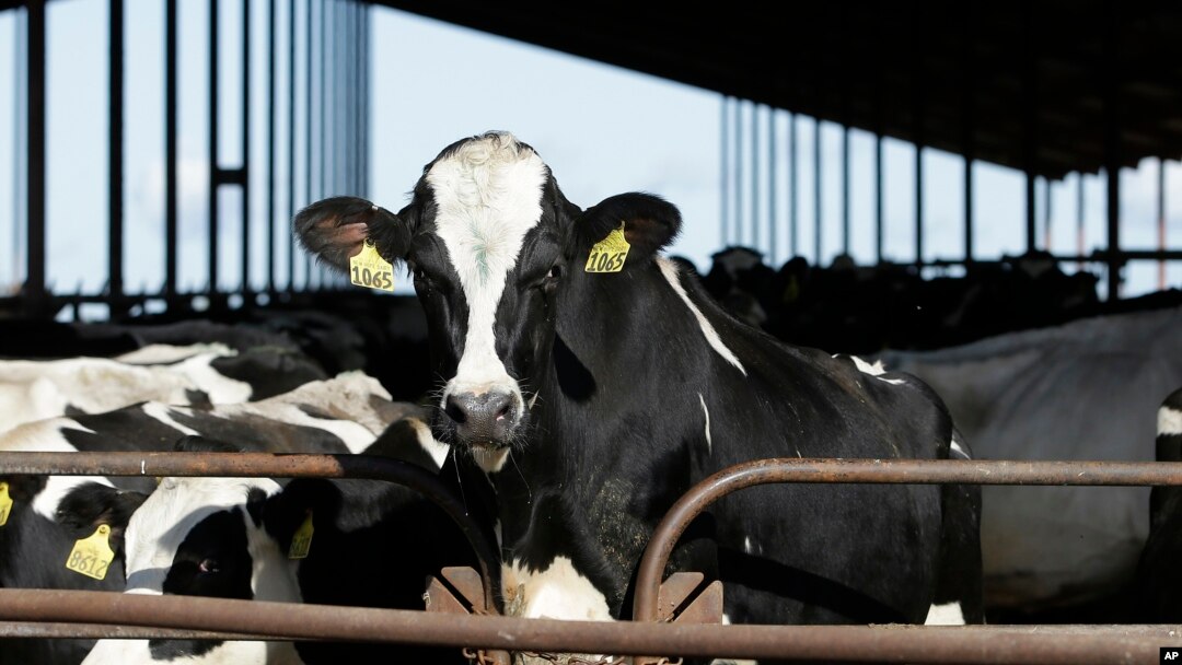 ARCHIVO - Vacas en una lechería en California, el 23 de noviembre de 2016. 